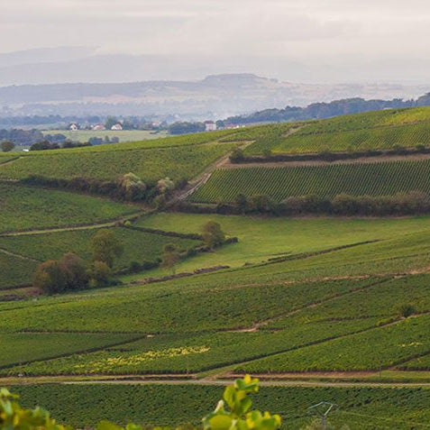 Exploring Burgundy: A Guided Tasting, Friday 14th March from 7pm - 9pm