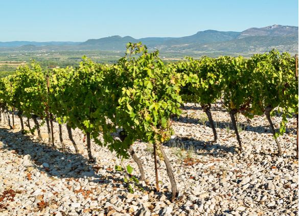 Exploring Languedoc and Roussillon Tasting Flight Friday 21 April, tables from 6.30pm