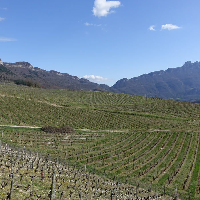 Undiscovered Wines of Savoie Tasting Flight Friday 8th April