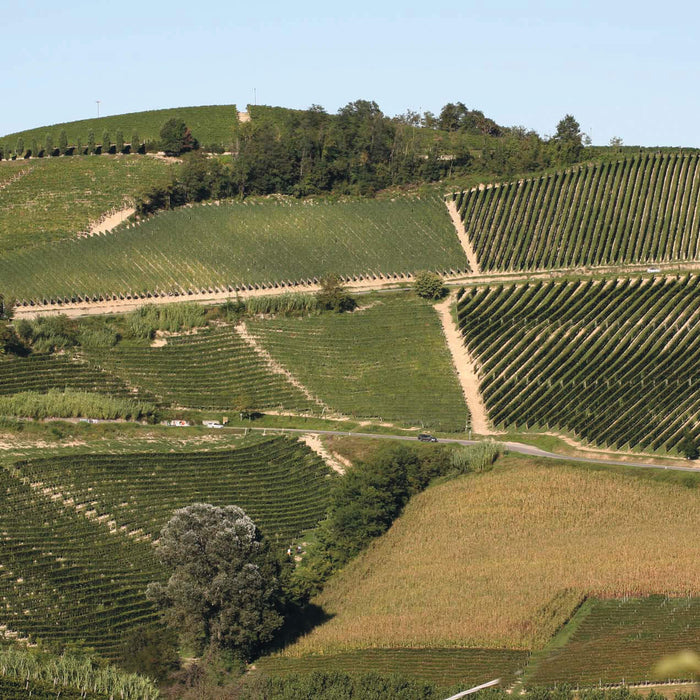 Gaja Tutored tasting Thursday 25th November 7pm - 9pm