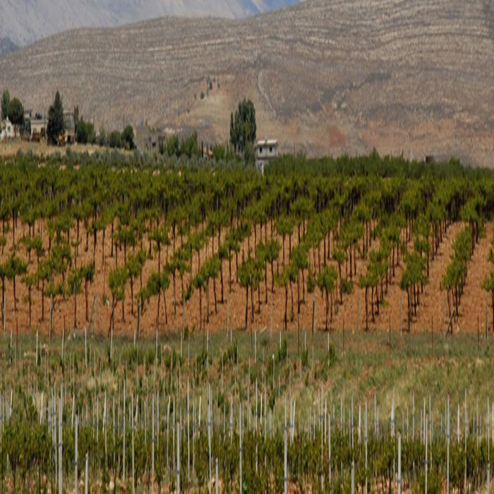 Massaya Wines of Lebanon Winemaker Masterclass Wednesday 12th October 7pm - 9pm