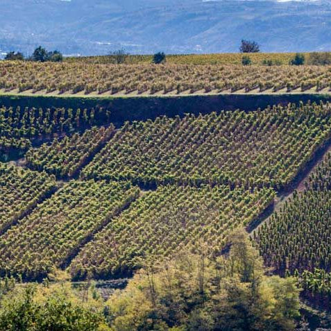Rhone 2020 Vintage