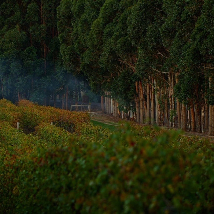 Vasse Felix Winemaker Masterclass Friday 16th September 7pm - 9pm