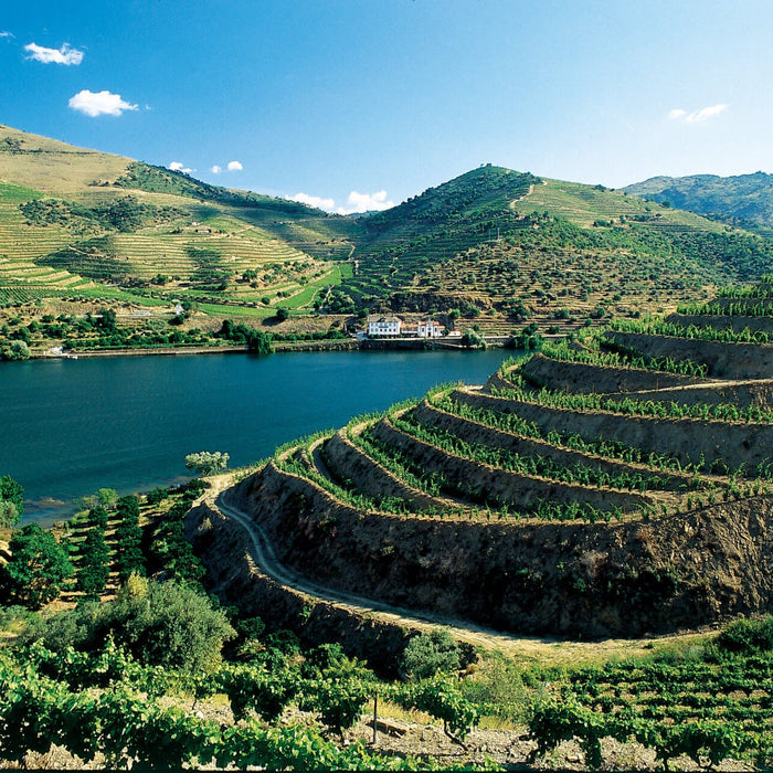 2024 - The First Universal Vintage Port Declaration Since 2017 Buy En Primeur