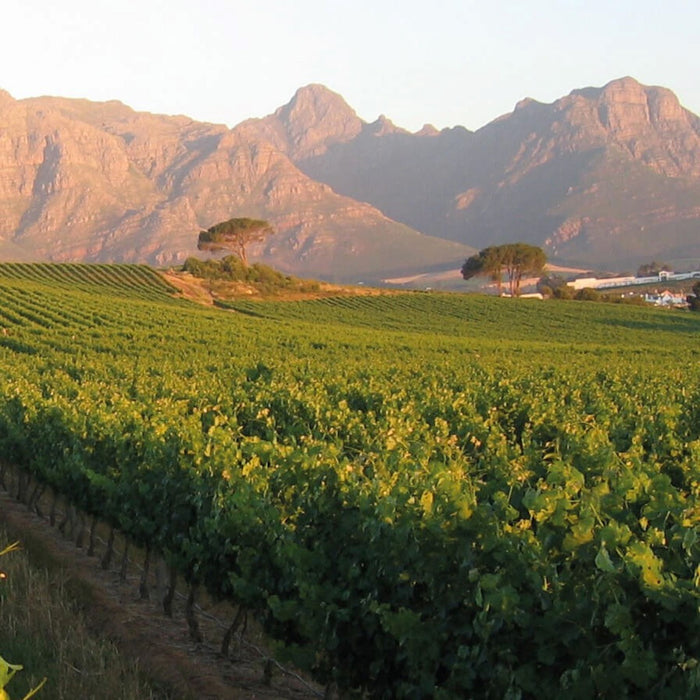 Kleine Zalze Winemaker's Masterclass with RJ Botha Tuesday 15th November 7pm - 9pm