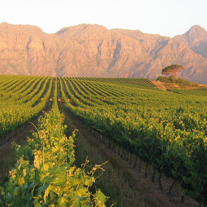 Kleine Zalze Vineyard Selection, 20% Off 6 Bottles or More