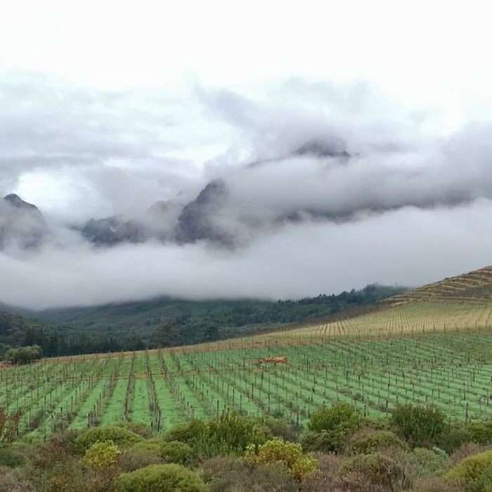 Introducing Metzer Family Wines and Oldenburg Vineyards Cool Climate Stellenbosch