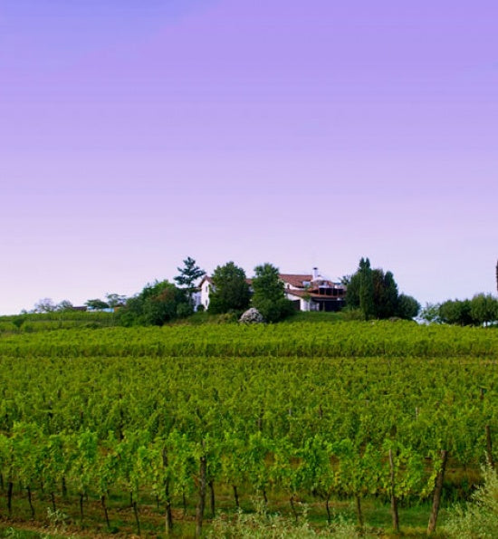 Ronco del Gnemiz Wines Introductory Offer