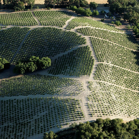California - The Wines of Turley Tasting Flight Friday 5th November