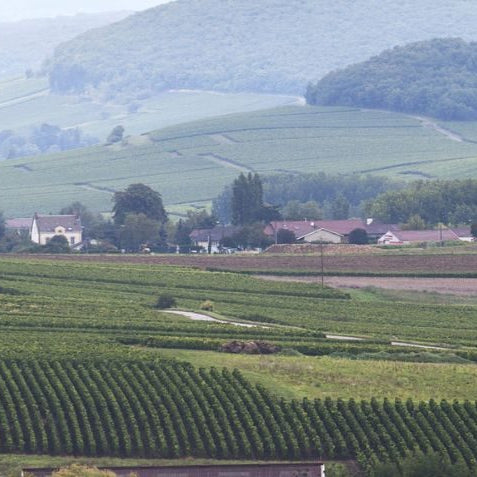White Burgundy - One of the World's Greatest Wines, Friday 5th June, 7pm- 9pm