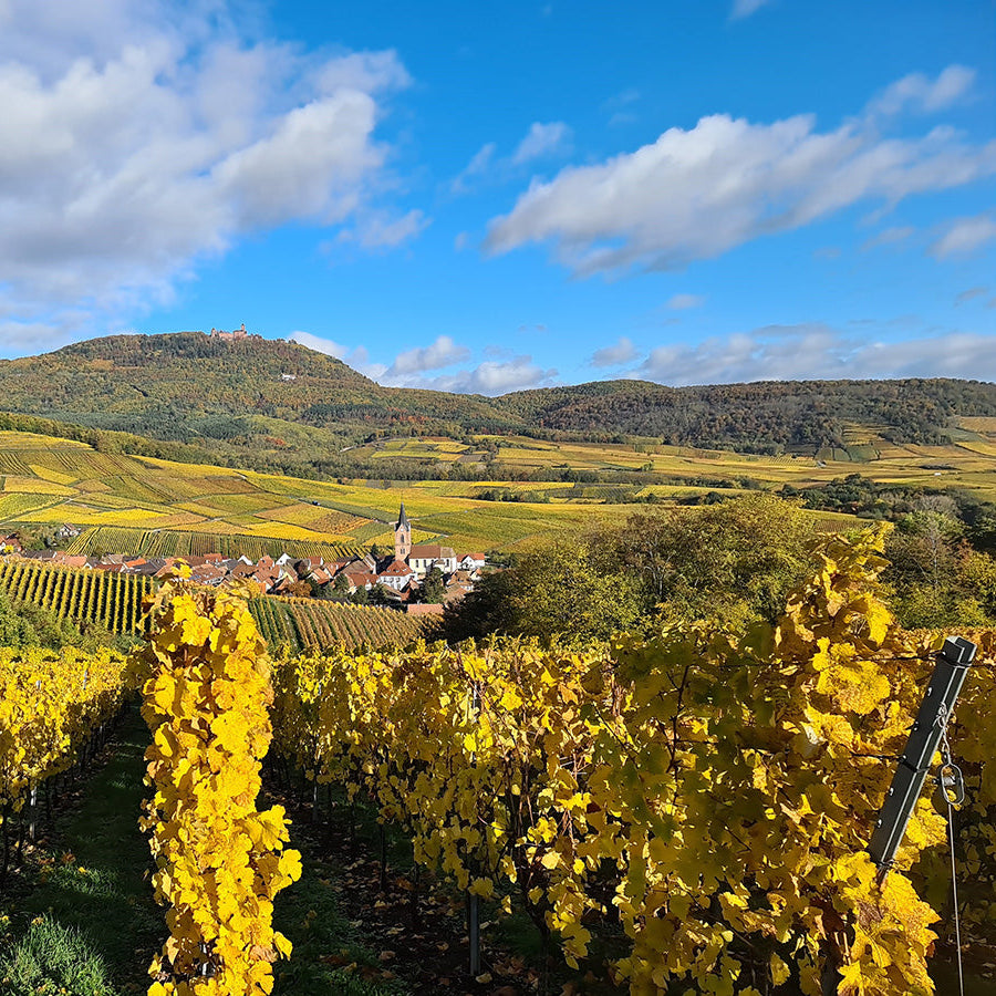 Alsace legend - The opulent world of Rolly Gassmann, Saturday 19th September